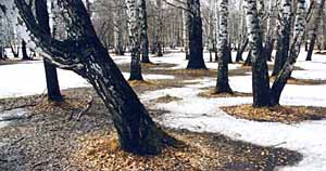 Середина апреля. Задержалась где-то весна...
<br>Фотоэтюд В.Новикова.
